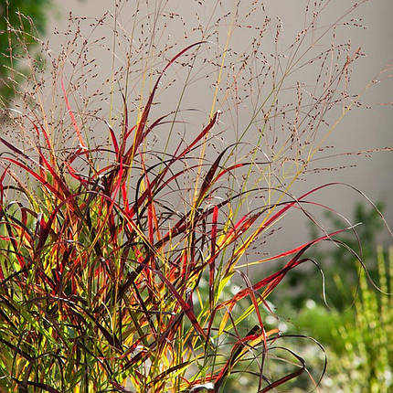 Просо прутовидне Шенандоа / Р12 / Panicum Shenandoah, фото 2