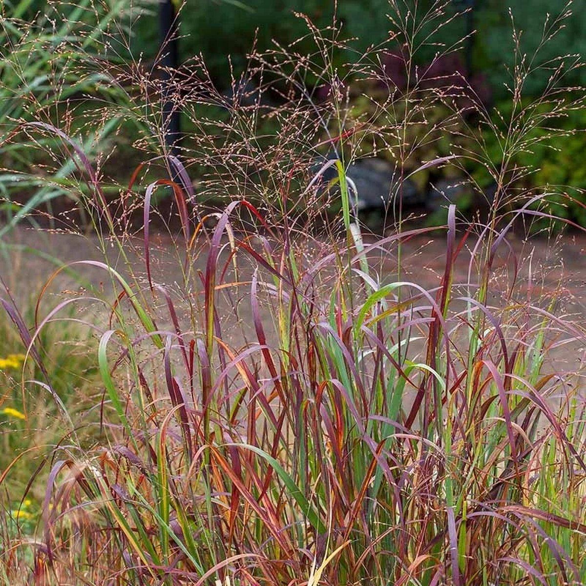 Просо прутовидне Шенандоа / Р12 / Panicum Shenandoah