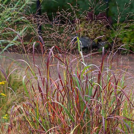 Просо прутовидне Шенандоа / Р12 / Panicum Shenandoah, фото 1