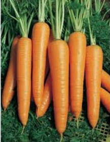 Насіння моркви Вита Лонга 50 гри.