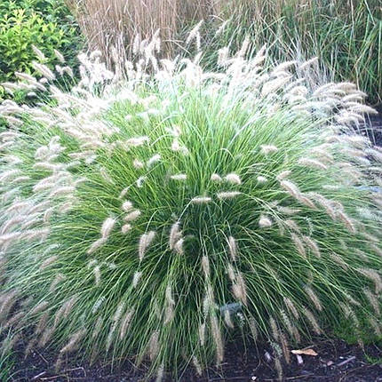 Пеннісетум Фокстрот / Р12 / Pennisetum alopecuroides Foxtrot, фото 1