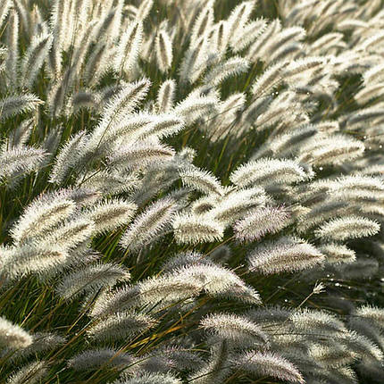 Пеннісетум Фокстрот / Р12 / Pennisetum alopecuroides Foxtrot, фото 2