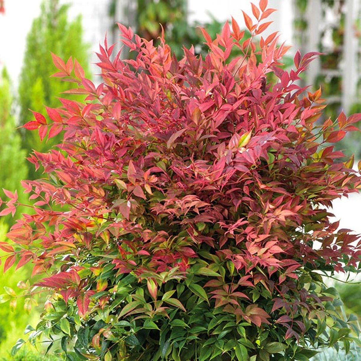 Нандіна домашня Мунбей / Р12 / Nandina domestica Moonbay
