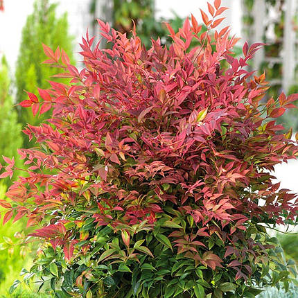 Нандіна домашня Мунбей / Р12 / Nandina domestica Moonbay, фото 1