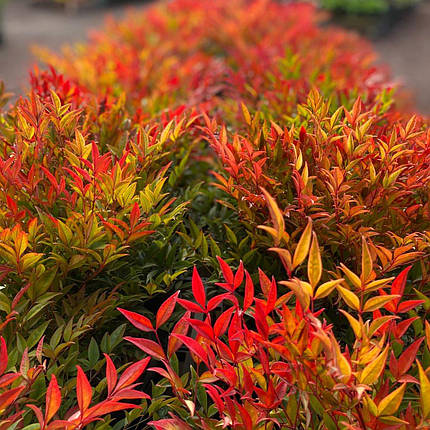 Нандіна домашня Мунбей / Р12 / Nandina domestica Moonbay, фото 2