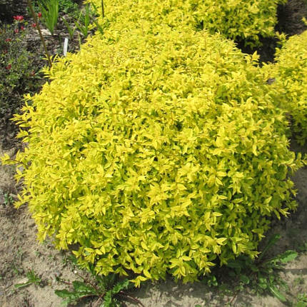 Спірея японська Голден Карпет (Golden Carpet), ЗКС у горщиках 1.0 л, фото 1