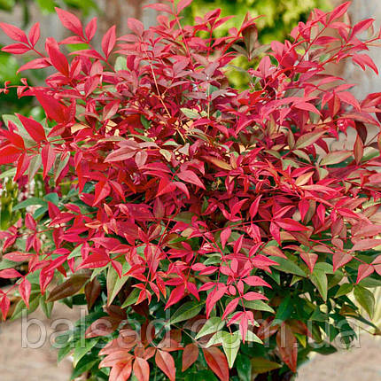 Нандіна домашня Обсесд / Р12 / Nandina domestica Obsessed, фото 1