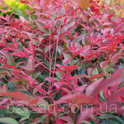 Нандіна домашня Обсесд / Р12 / Nandina domestica Obsessed, фото 3