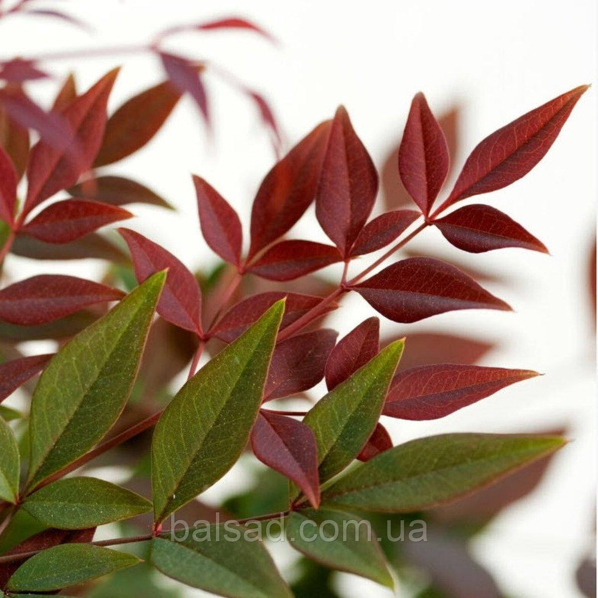 Нандіна домашня Ред Драгон / Р12 / Nandina Red Dragon