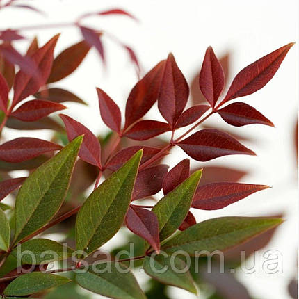 Нандіна домашня Ред Драгон / Р12 / Nandina Red Dragon, фото 1