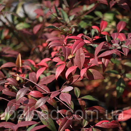 Нандіна домашня Ред Драгон / Р12 / Nandina Red Dragon, фото 3