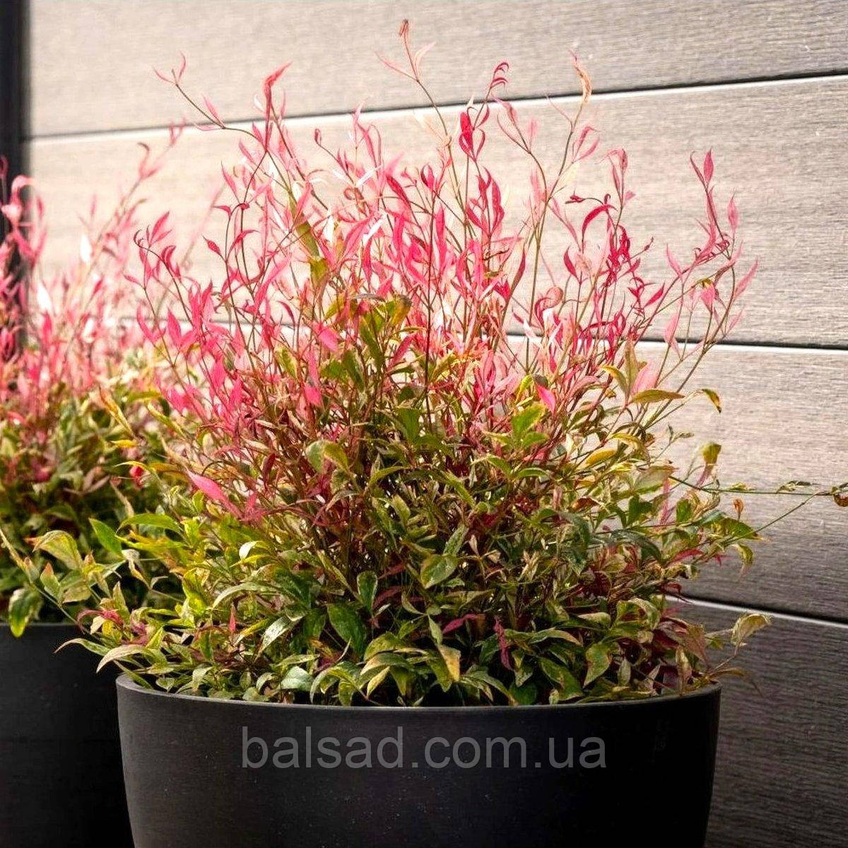 Нандіна домашня Ред Лайт / Р12 / Nandina Red Light