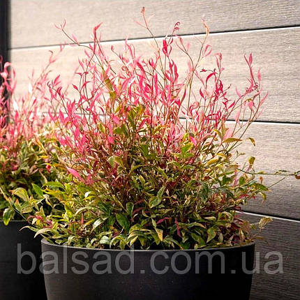 Нандіна домашня Ред Лайт / Р12 / Nandina Red Light, фото 1