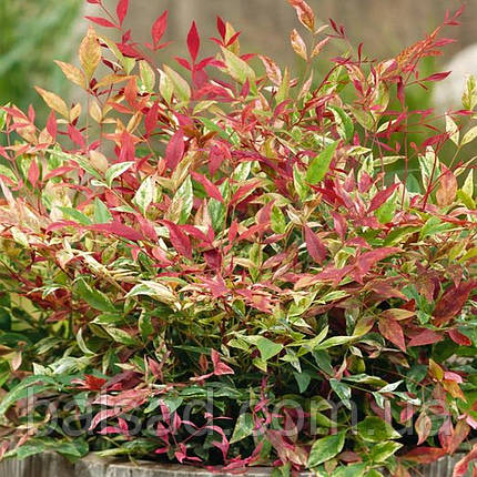 Нандіна домашня Ред Лайт / Р12 / Nandina Red Light, фото 3