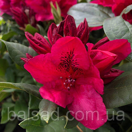Рододендрон Лорд Робертс / С5 / Rhododendron Lord Roberts, фото 3