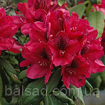Рододендрон Лорд Робертс / С5 / Rhododendron Lord Roberts, фото 4