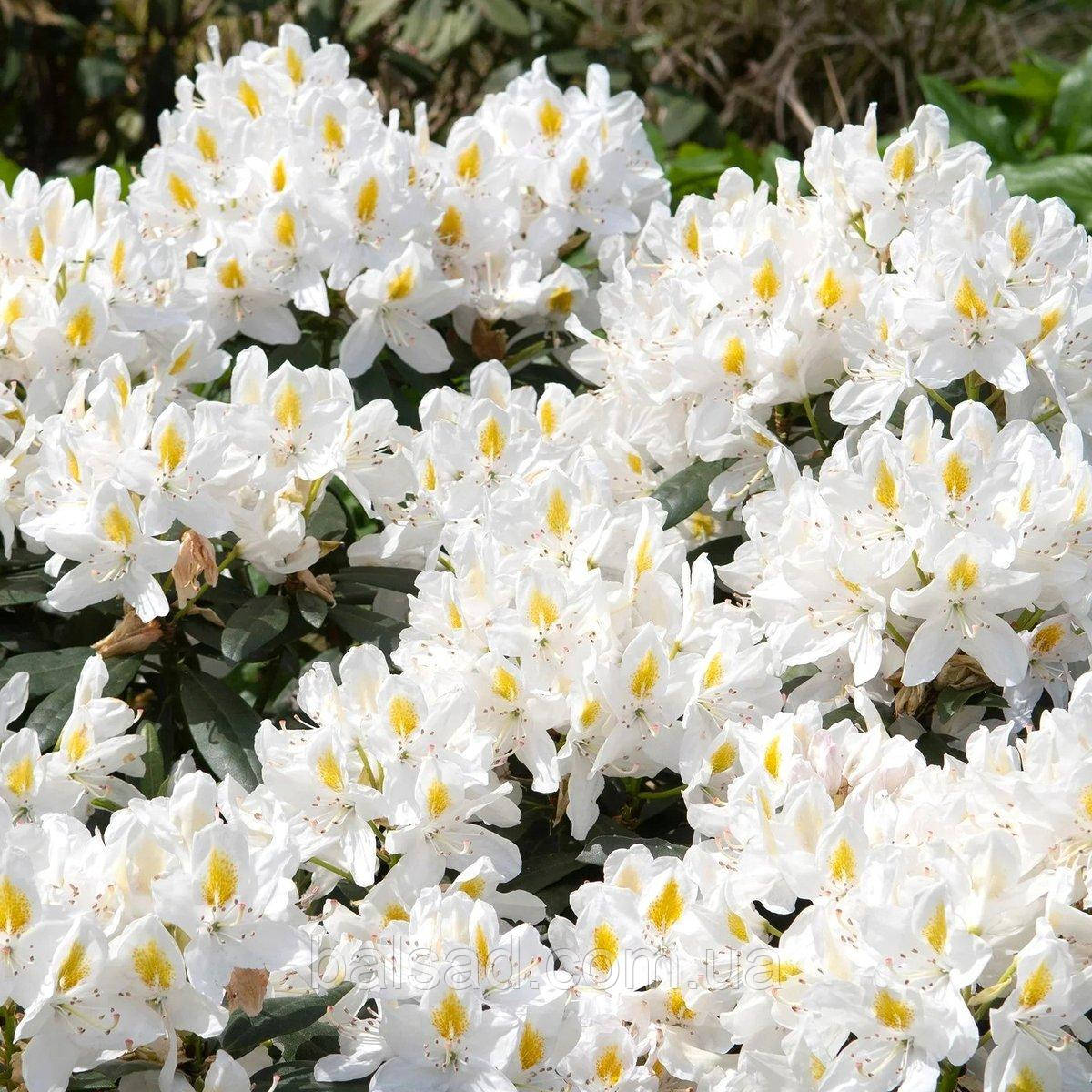 Рододендрон Мадам Массон / С5 / Rhododendron Madame Masson