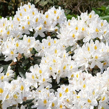 Рододендрон Мадам Массон / С5 / Rhododendron Madame Masson, фото 1
