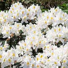 Рододендрон Мадам Массон / С5 / Rhododendron Madame Masson