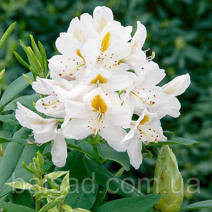 Рододендрон Мадам Массон / С5 / Rhododendron Madame Masson, фото 3