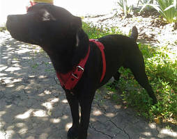 Шлейки прогулянкові