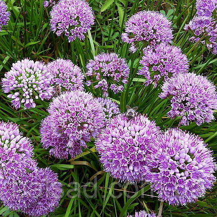 Алліум Міленіум / Р12 / Allium Millennium, фото 1