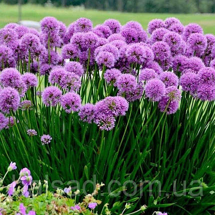 Алліум Міленіум / Р12 / Allium Millennium, фото 3