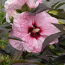 Гібіскус болотний Копер Квін / С3 / Hibiscus Copper Queen