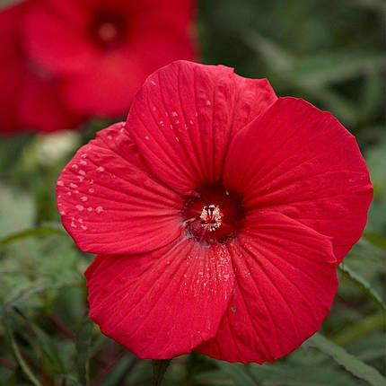 Гібіскус болотний Фаєрбол / С3 / Hibiscus moscheutos Fireball, фото 1