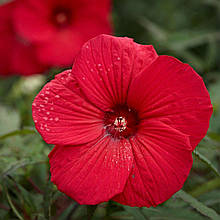 Гібіскус болотний Фаєрбол / С3 / Hibiscus moscheutos Fireball
