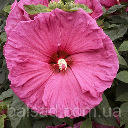 Гібіскус болотний Джазберрі Джем / С3 / Hibiscus Jazzberry Jam, фото 1