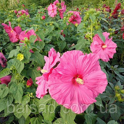 Гібіскус болотний Джазберрі Джем / С3 / Hibiscus Jazzberry Jam, фото 3