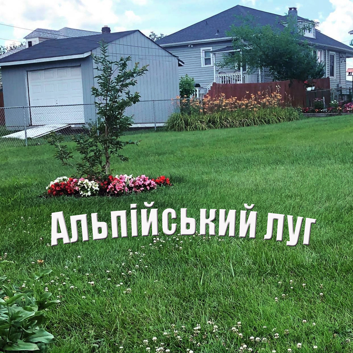 Альпійський газон- газонна трава та конюшина біла Рівендел10% насіння, фото 1