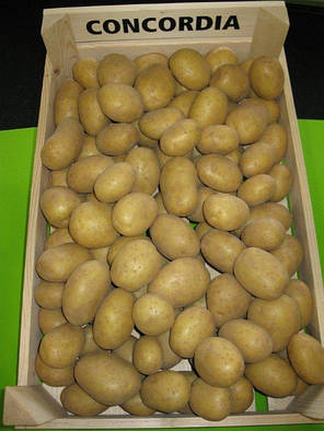 Насіннєва картопля Конкордія, 2 репродукція, фото 3