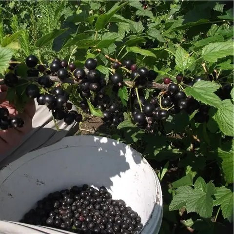 Саджанці чорної смородини Ювілейна Копаня - середньо-пізня, крупноплідна, врожайна