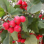 Глід Геракл (Crataegus Gerakl) – крупноплідний, декоративний, корисний, фото 2