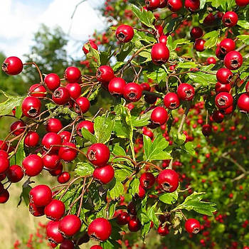 Глід Геракл (Crataegus Gerakl) – крупноплідний, декоративний, корисний
