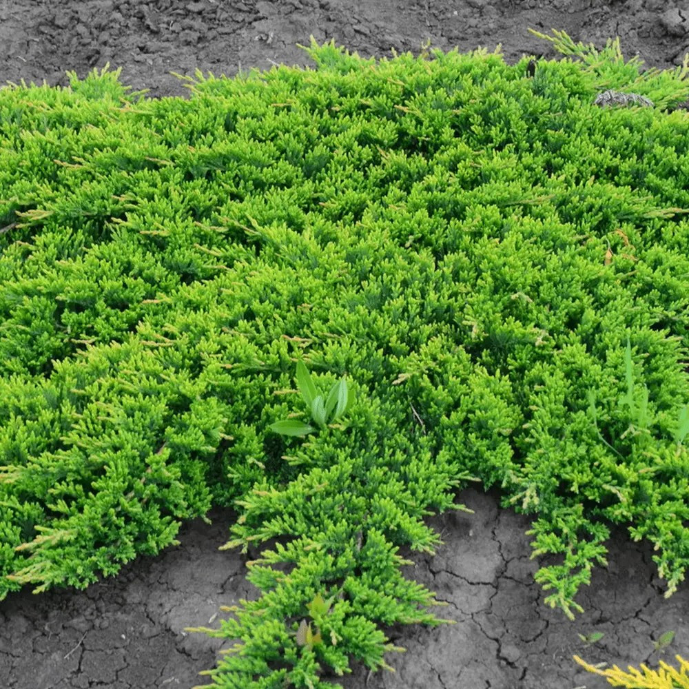 Ялівець горизонтальний Принц Уельський - ґрунтопокривний, декоративний, невибагливий Р9, фото 1