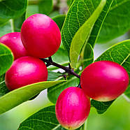 Карісса або кімнатна слива  – запашна, екзотична, плодова Р9, фото 3