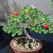 Карісса або кімнатна слива  – запашна, екзотична, плодова Р9, фото 4