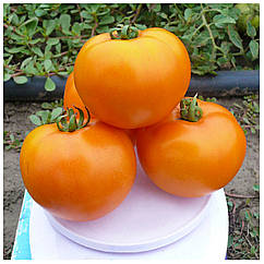 Томат Солідо F1 поштучно Spark Seeds 1 шт