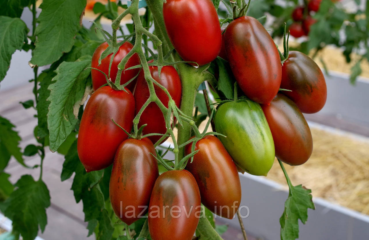 Насіння томату Чорний ворон F1 10 шт, фото 1