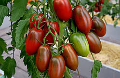 Насіння томату Чорний ворон F1 10 шт