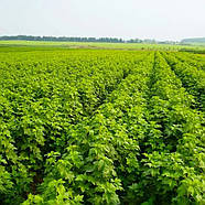 Малина Париж – пізня, транспортабельна, великоплідна, фото 3