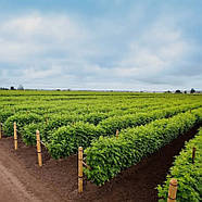 Саджанці (кущі) ремонтантної малини Велика Ягода - врожайна, великоплідна, фото 2