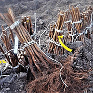 Малина Париж – пізня, транспортабельна, великоплідна, фото 7