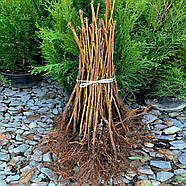 Саджанці (кущі) ремонтантної малини Велика Ягода - врожайна, великоплідна, фото 5