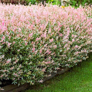 Саджанці Верби цільнолистної японської Хакуро Нішикі (Salix integra Hakuro Nishiki) Р9