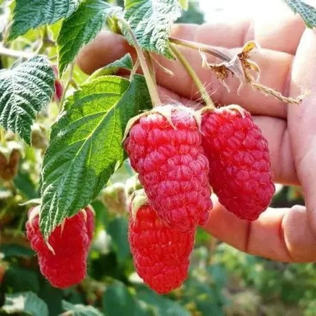 Літня малина Радзеєва – ранньостигла, десертна, смачна