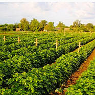 Саджанці (кущі) ремонтантної малини Велика Ягода - врожайна, великоплідна, фото 3